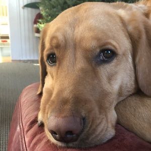 Meet your Posher, Adrian